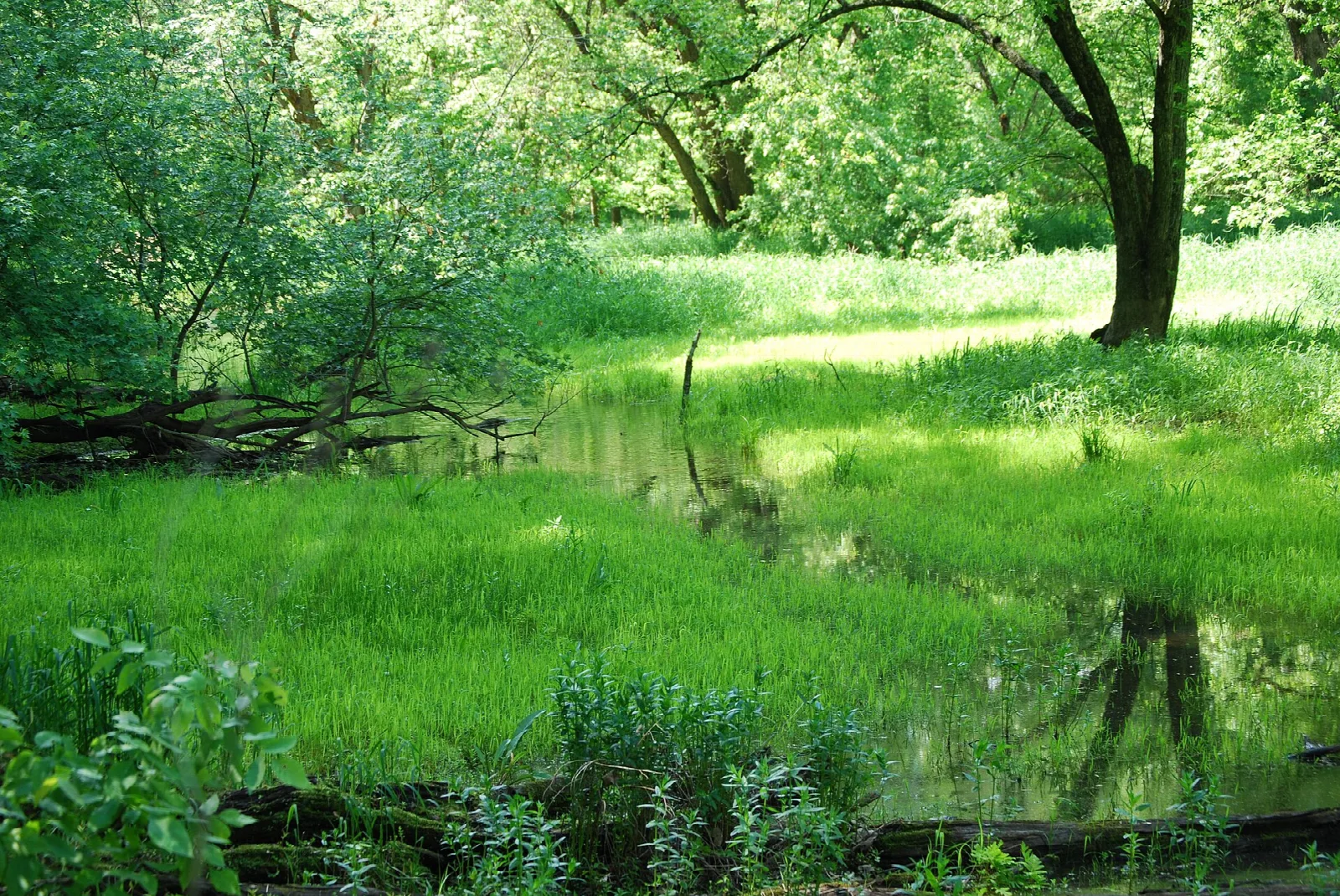 Bright green meadow and a quiet stream under trees