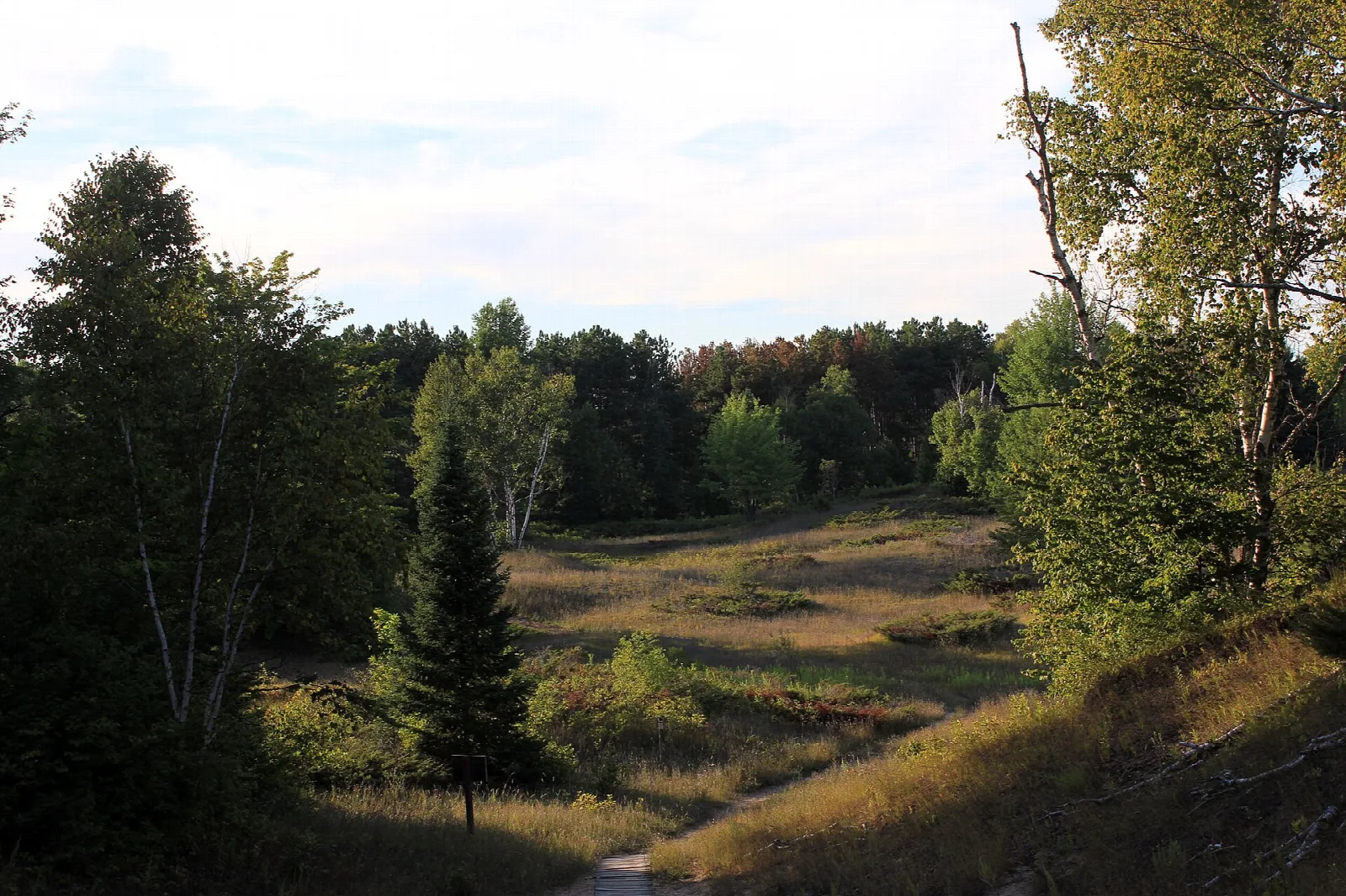 Grassy hollow between wooded dunes with a faint trail