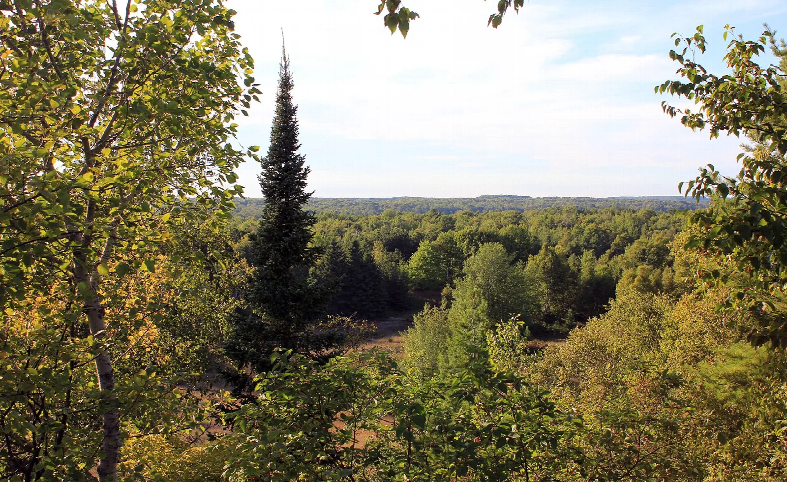 Wooded dune ridge looking over forest to the horizon