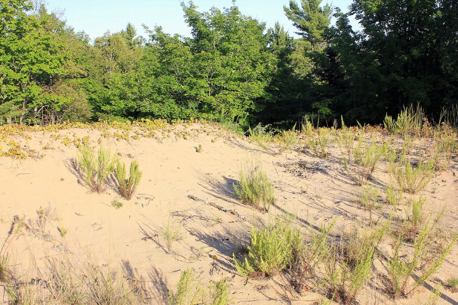 Sand dune with clumps of grass and trees behind