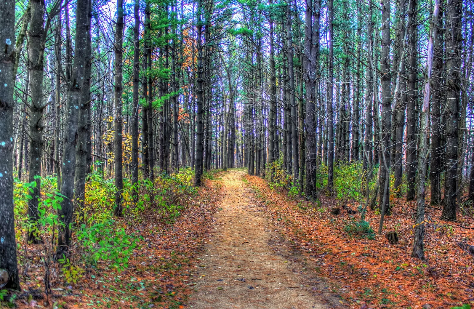 Dirt trail through tall pine trees with fall leaves