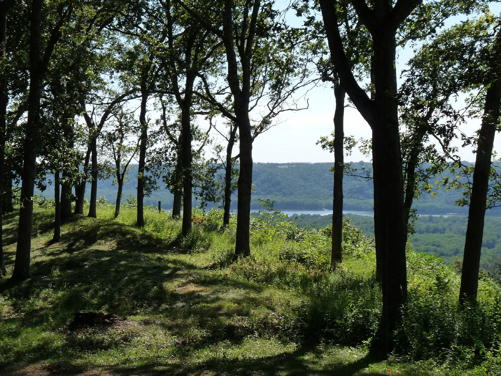 Tall trees on a grassy bluff with the river valley beyond