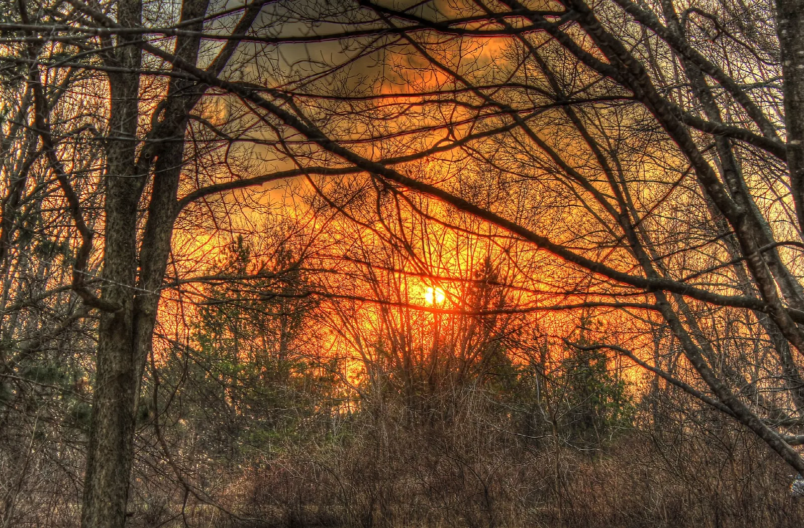 Orange sun setting behind bare trees over the forest