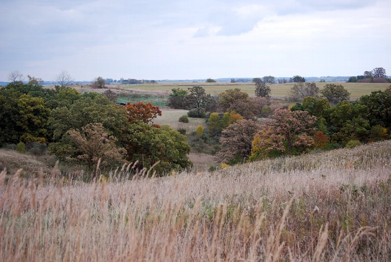 Rolling prairie with golden grass and scattered trees