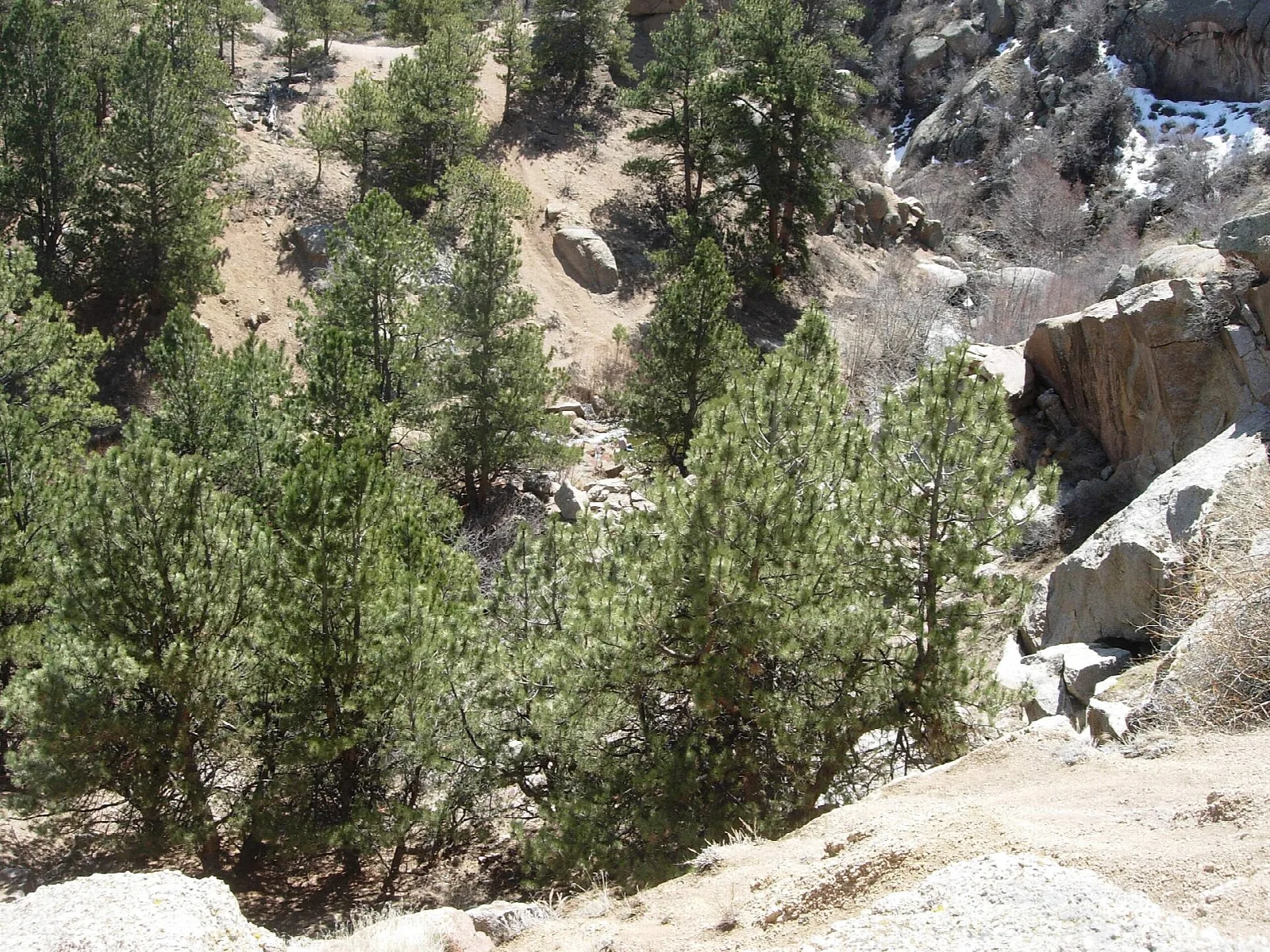 Pine trees growing among granite boulders