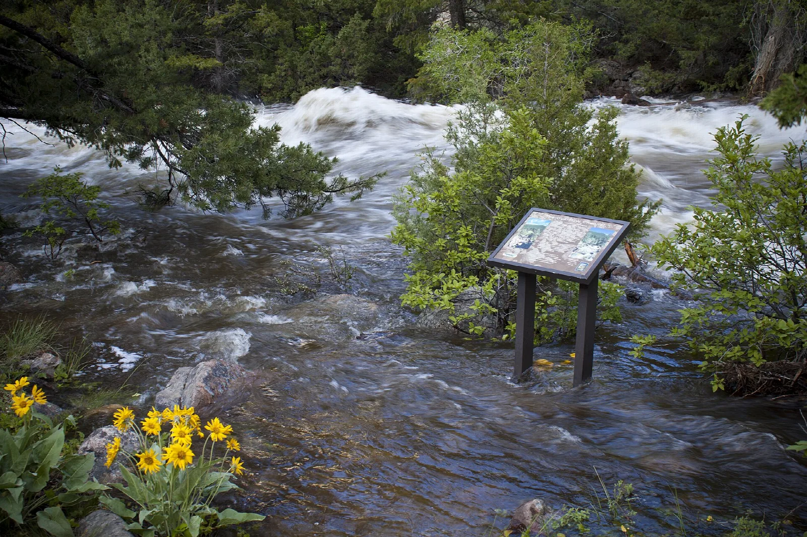 Fast whitewater river with an interpretive sign and yellow flowers