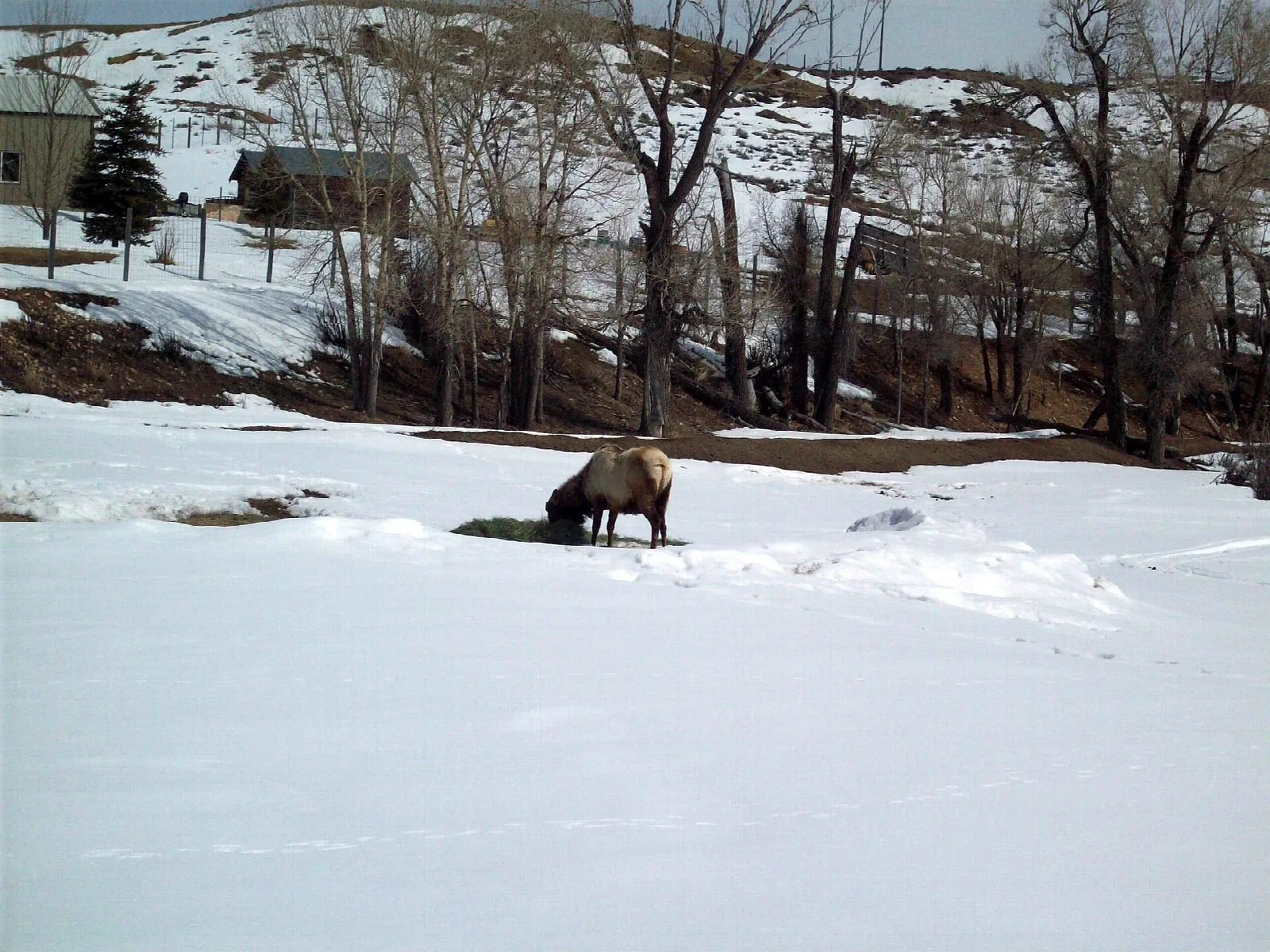 An elk grazing in a snowy field beside bare trees