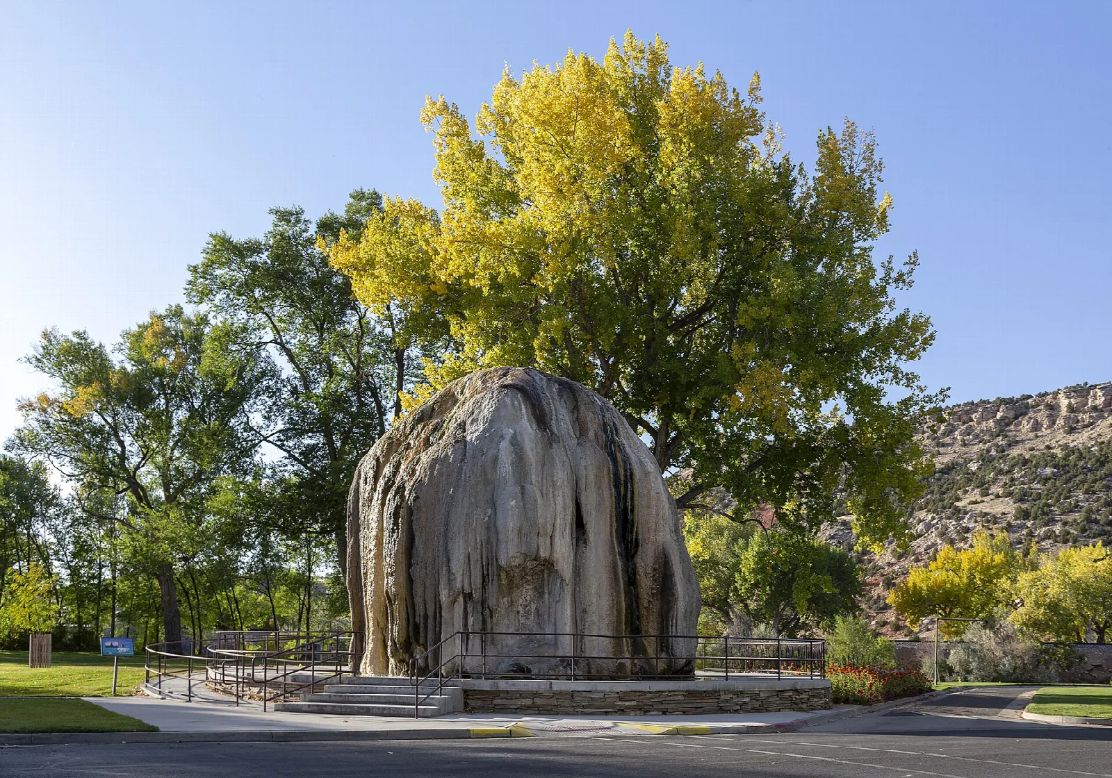 Dome-shaped mineral deposit under a yellow cottonwood