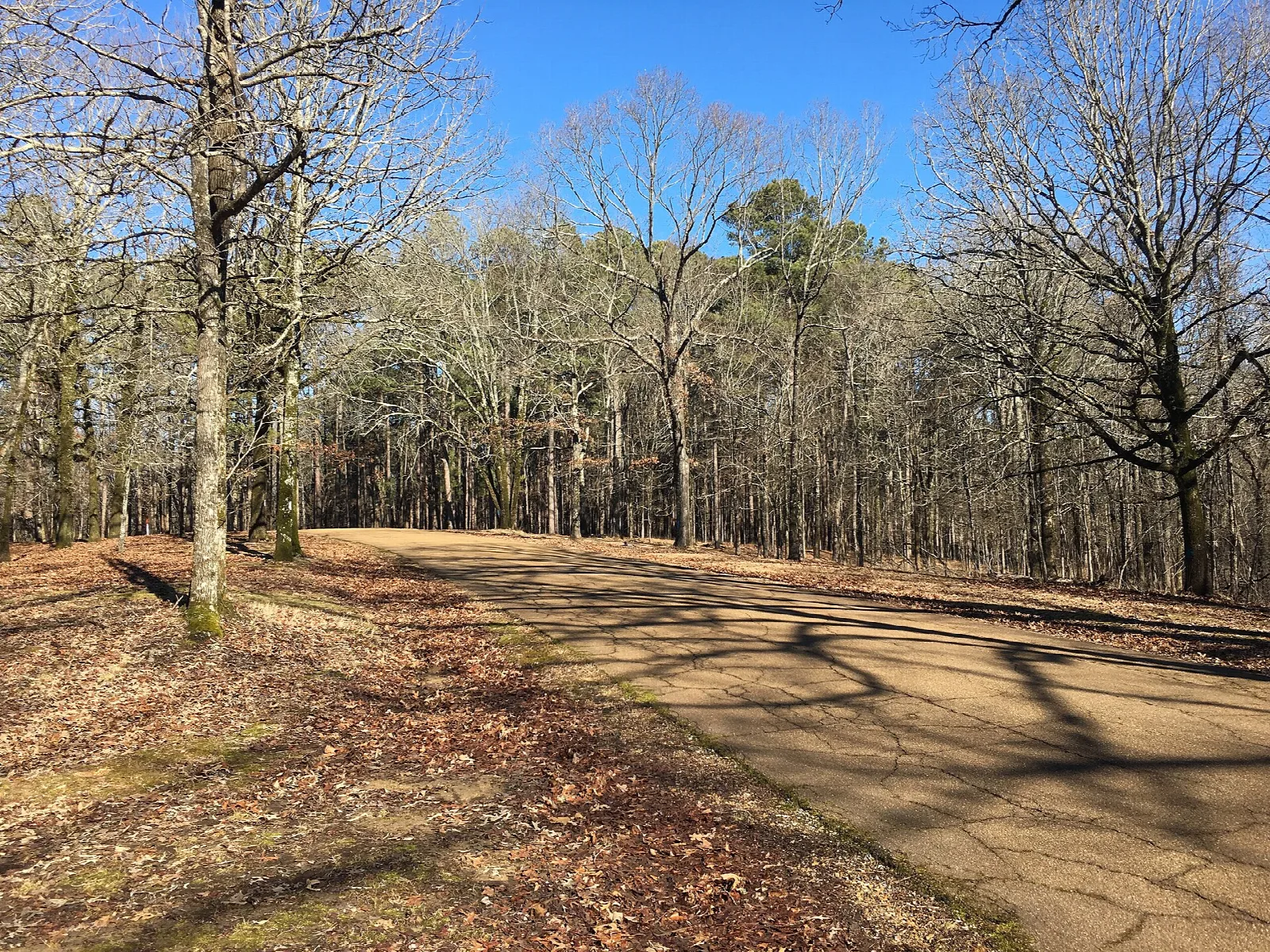 Park road running through bare winter woods under a blue sky
