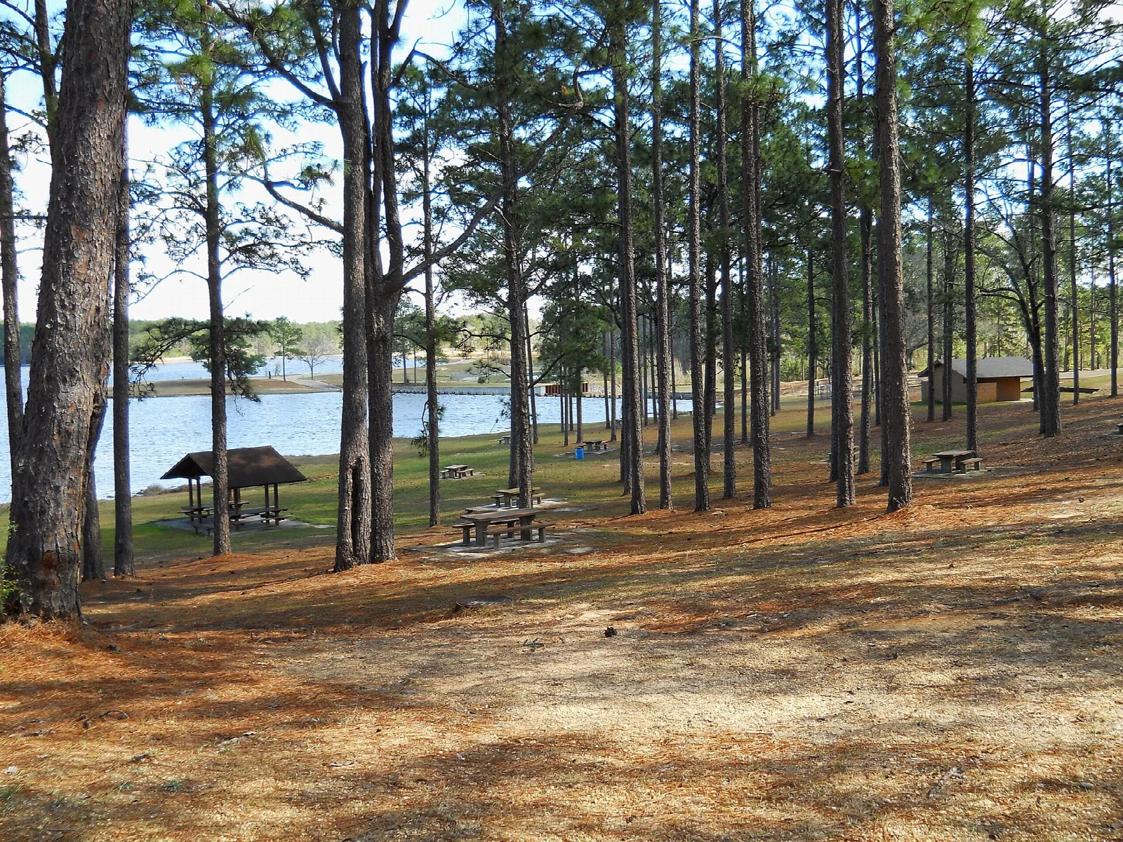 Picnic shelters and tables under tall pines beside a lake