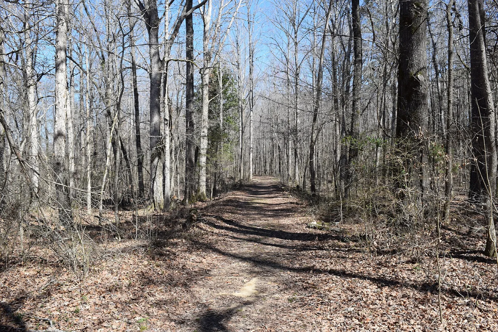 Dirt hiking trail through bare winter woods