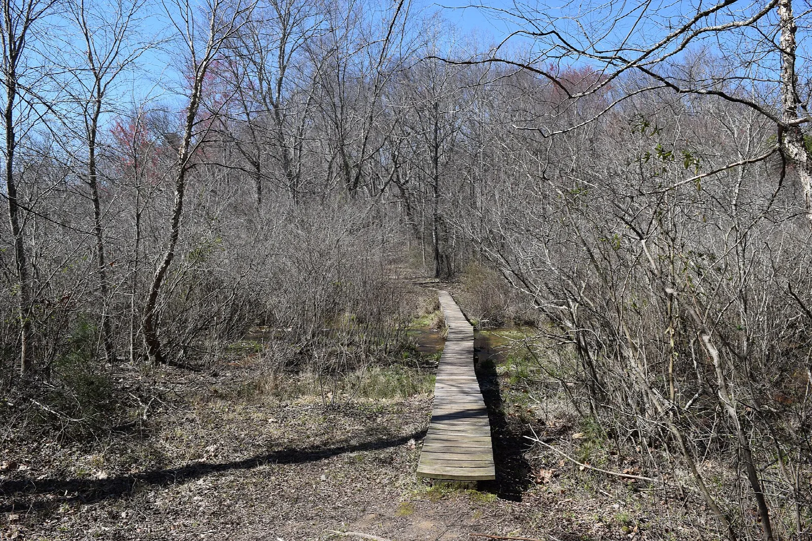 Narrow wooden footbridge crossing a wet area in the woods