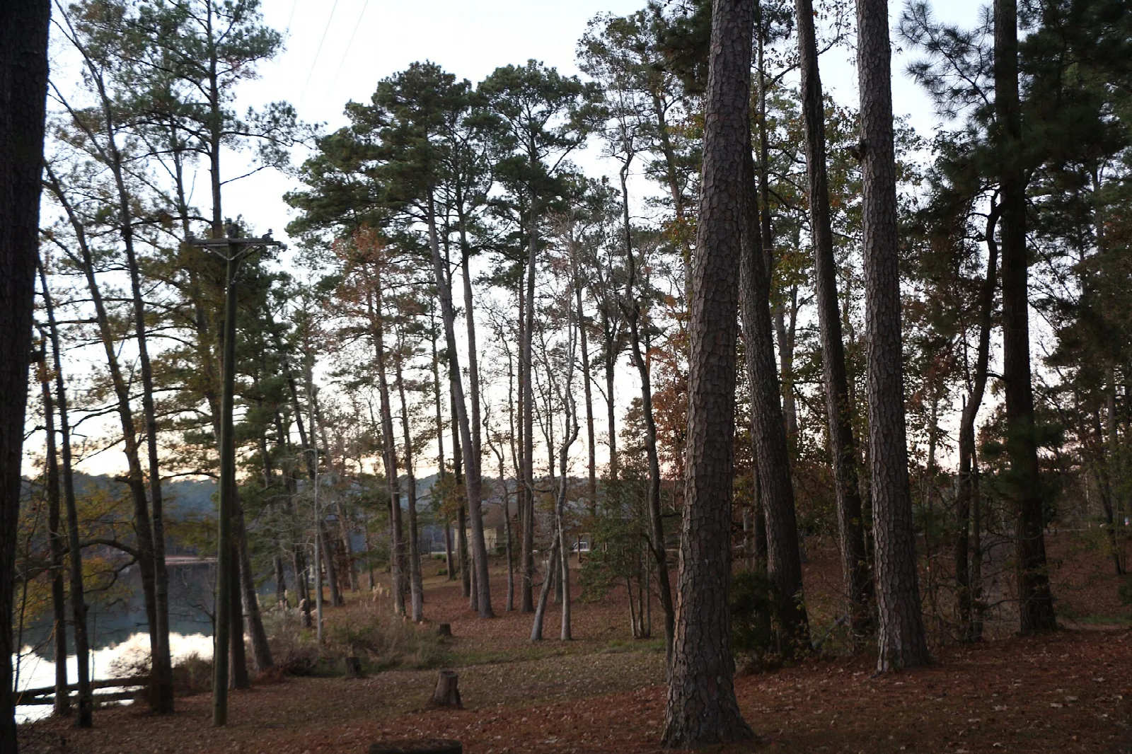 Tall pine trees with a lake glimpsed between trunks