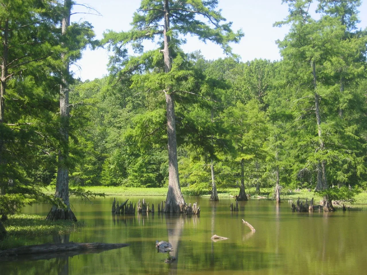Cypress trees and green forest reflected in a still pond