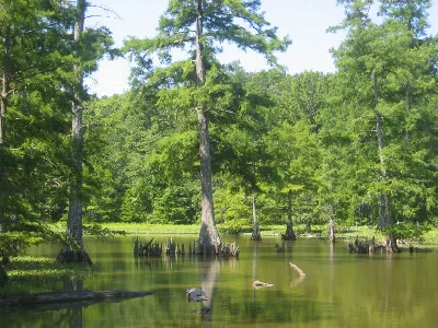 Leroy Percy State Park