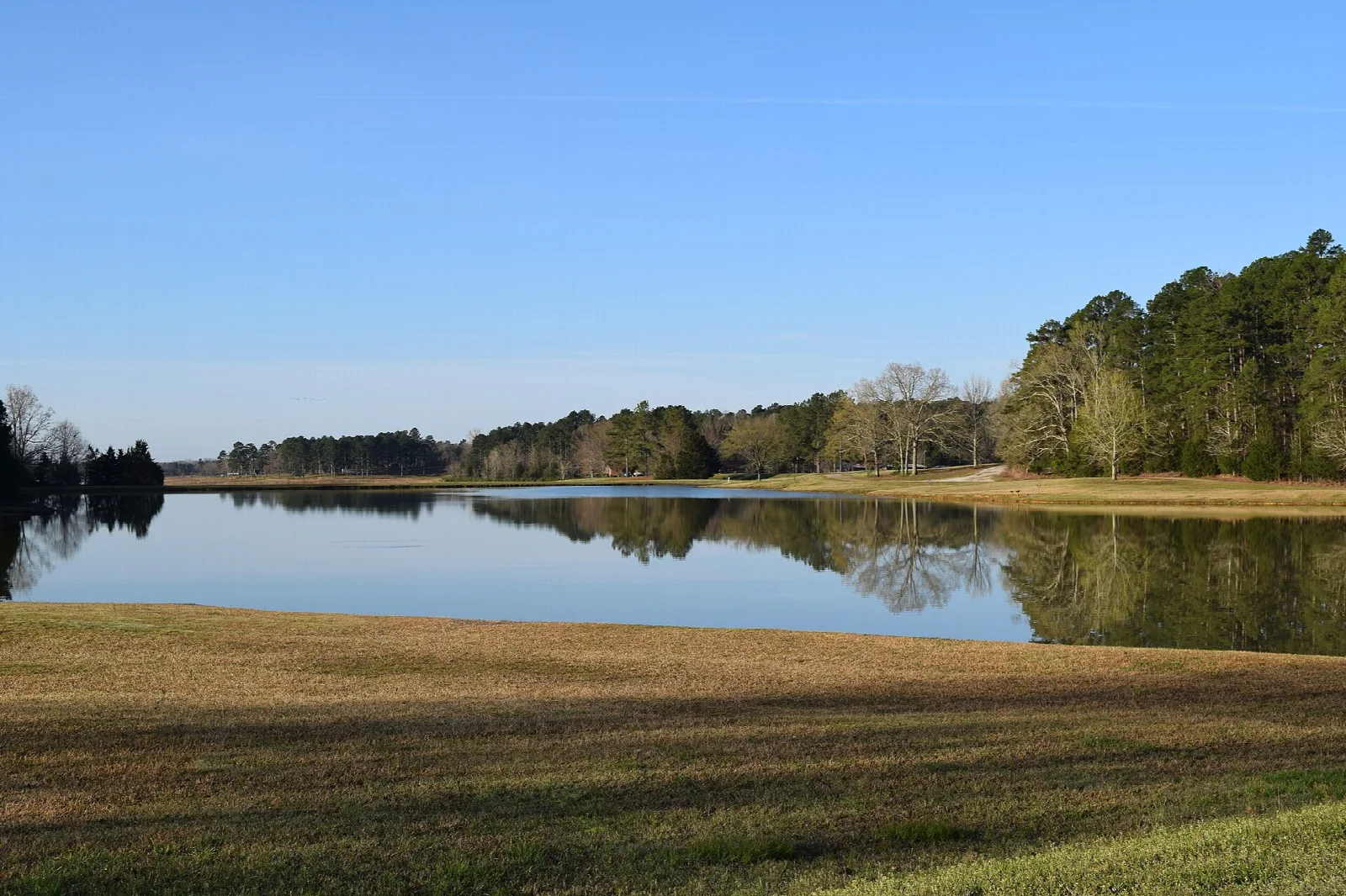 Still lake with grassy bank and pine trees across the water