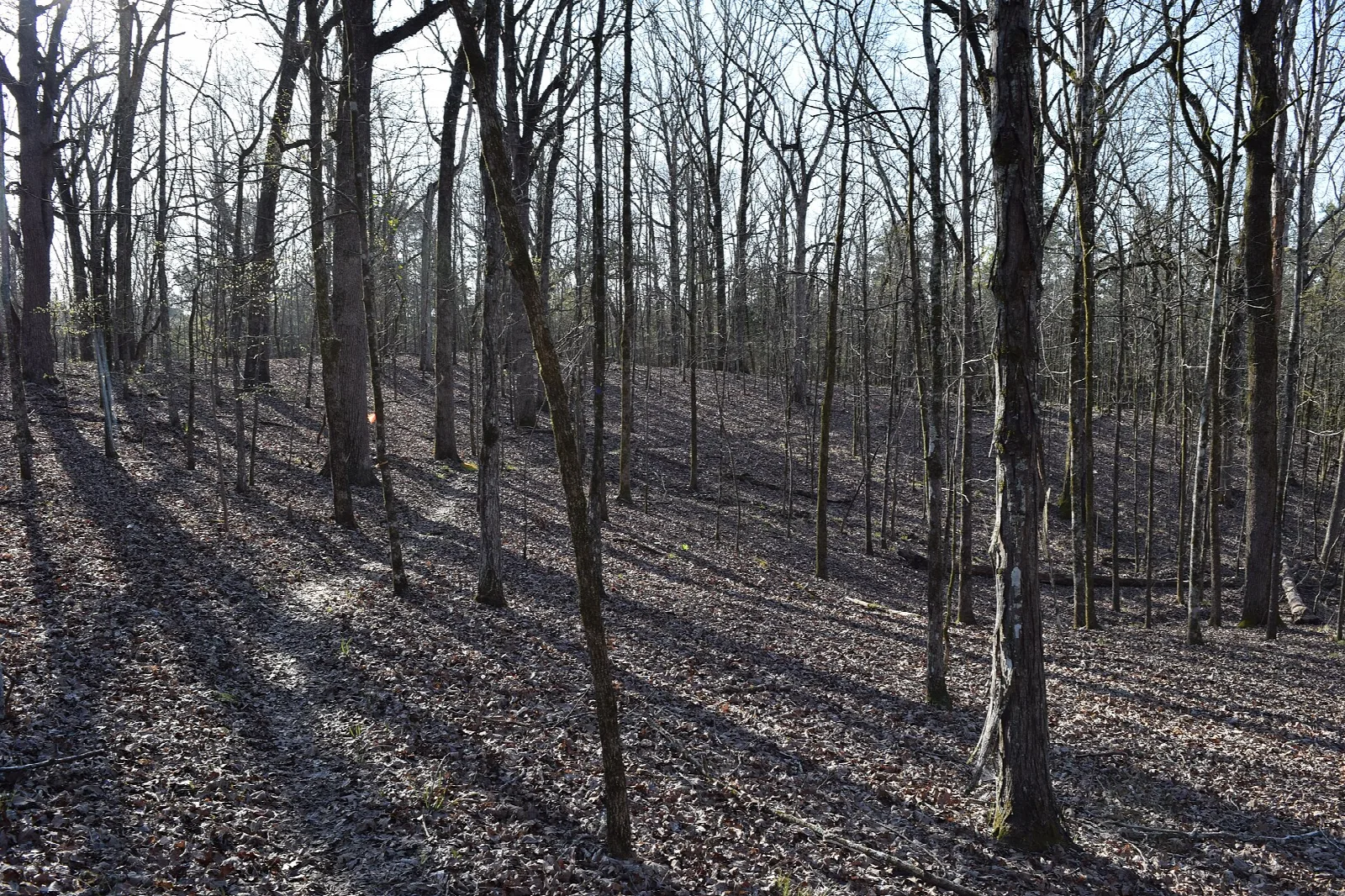 Bare hardwood forest with long shadows on the ground