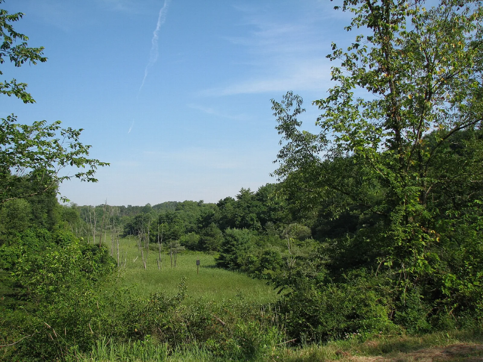 Grassy meadow ringed by green trees under blue sky