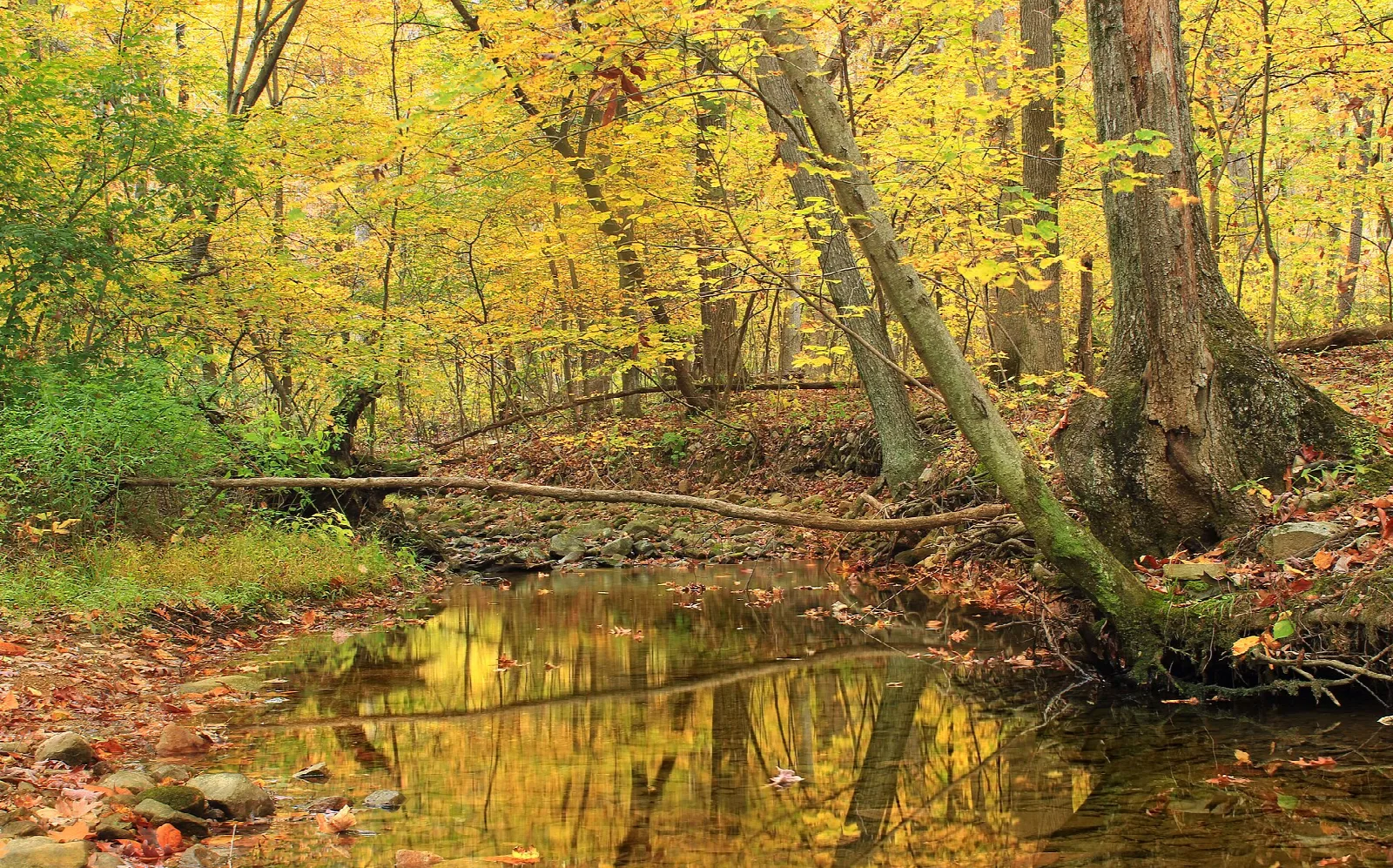 Small stream running through yellow autumn woods