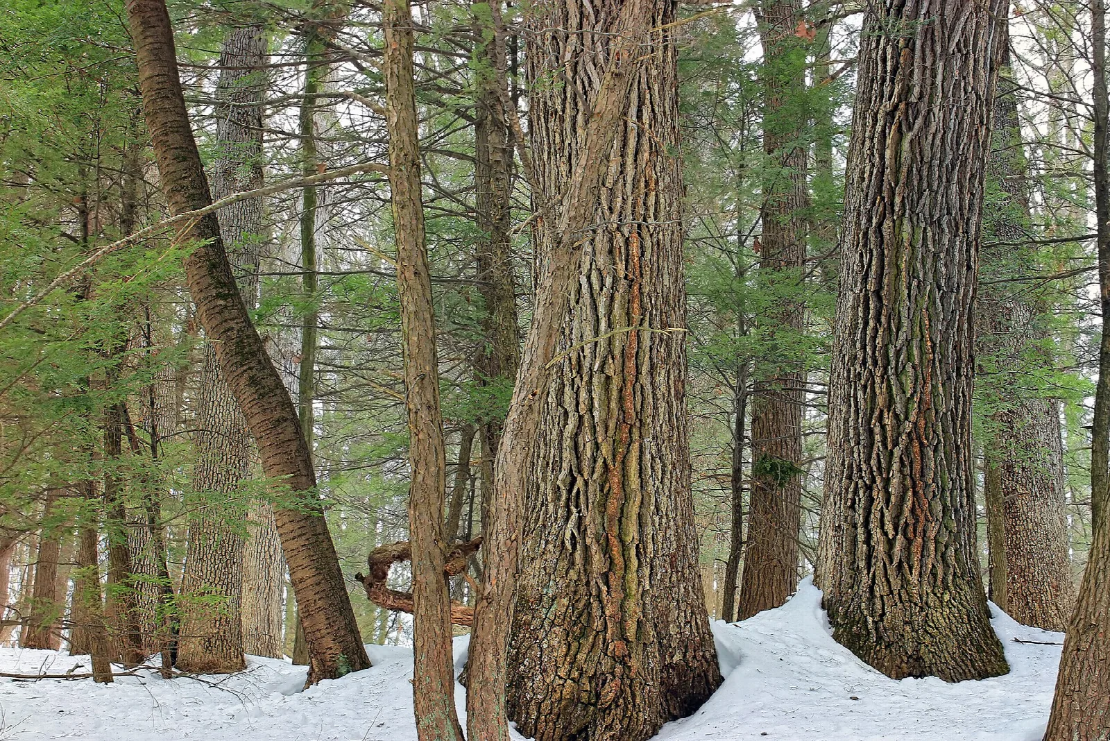 Tall old trees with snow on the ground