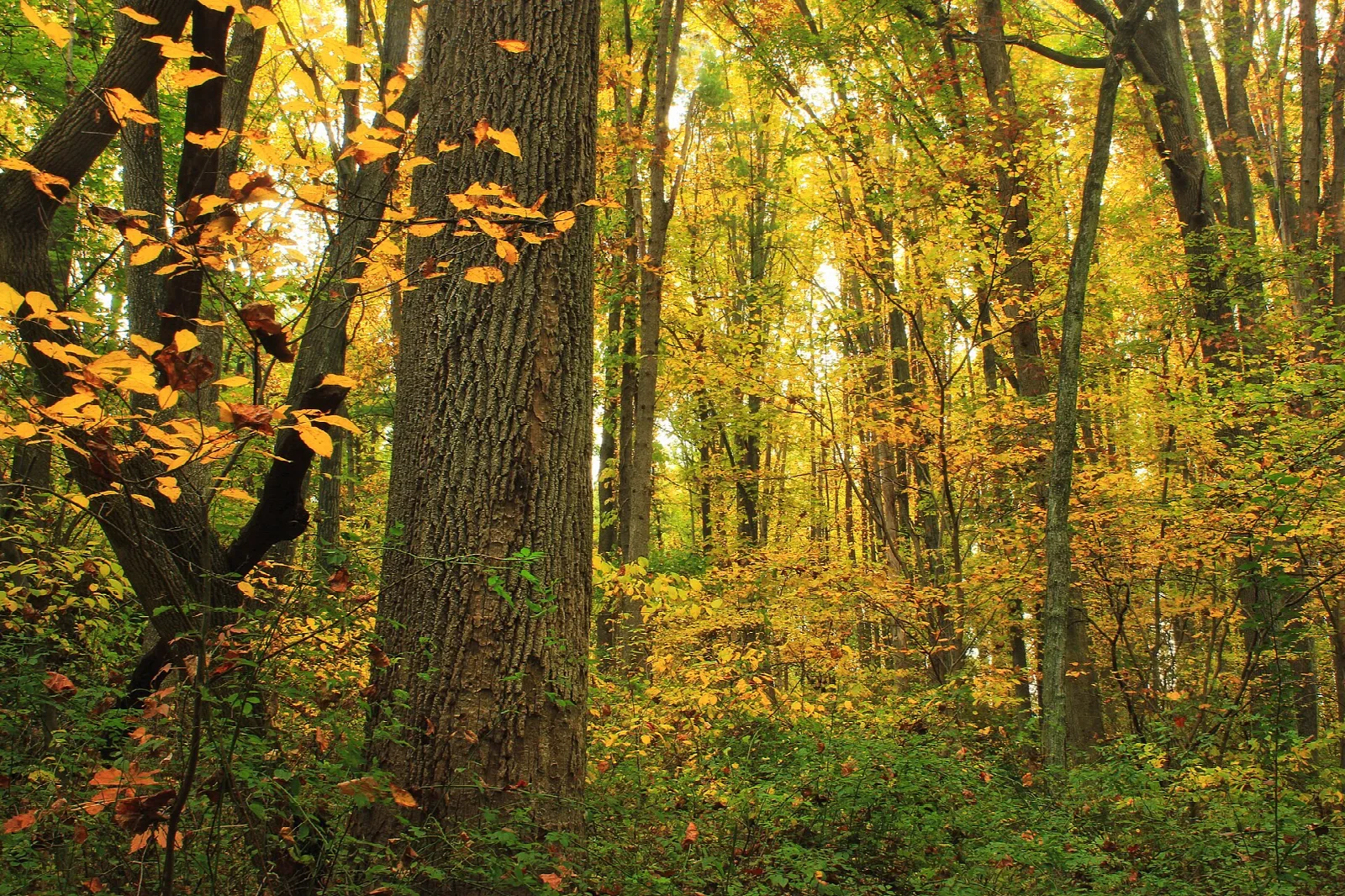 Dense hardwood forest in yellow and gold autumn color