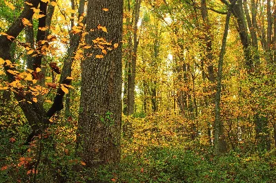 Jacobsburg Environmental Education Center