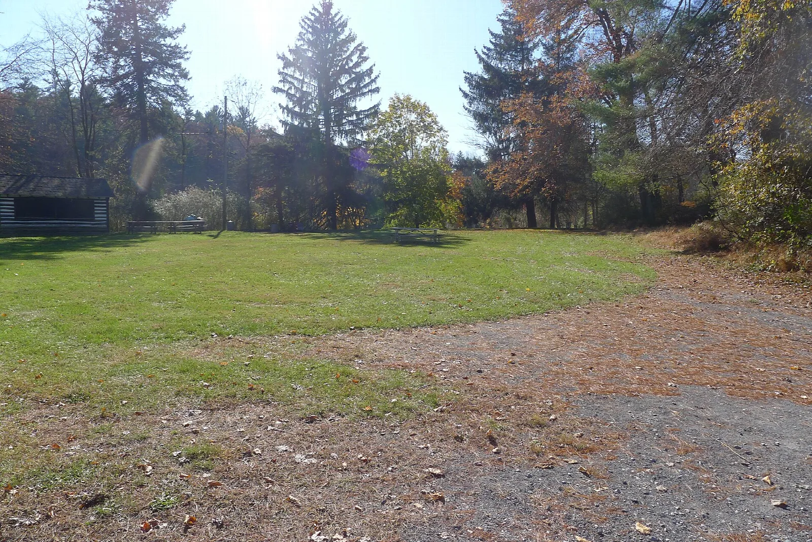 Grassy campground clearing with a gravel road and pines