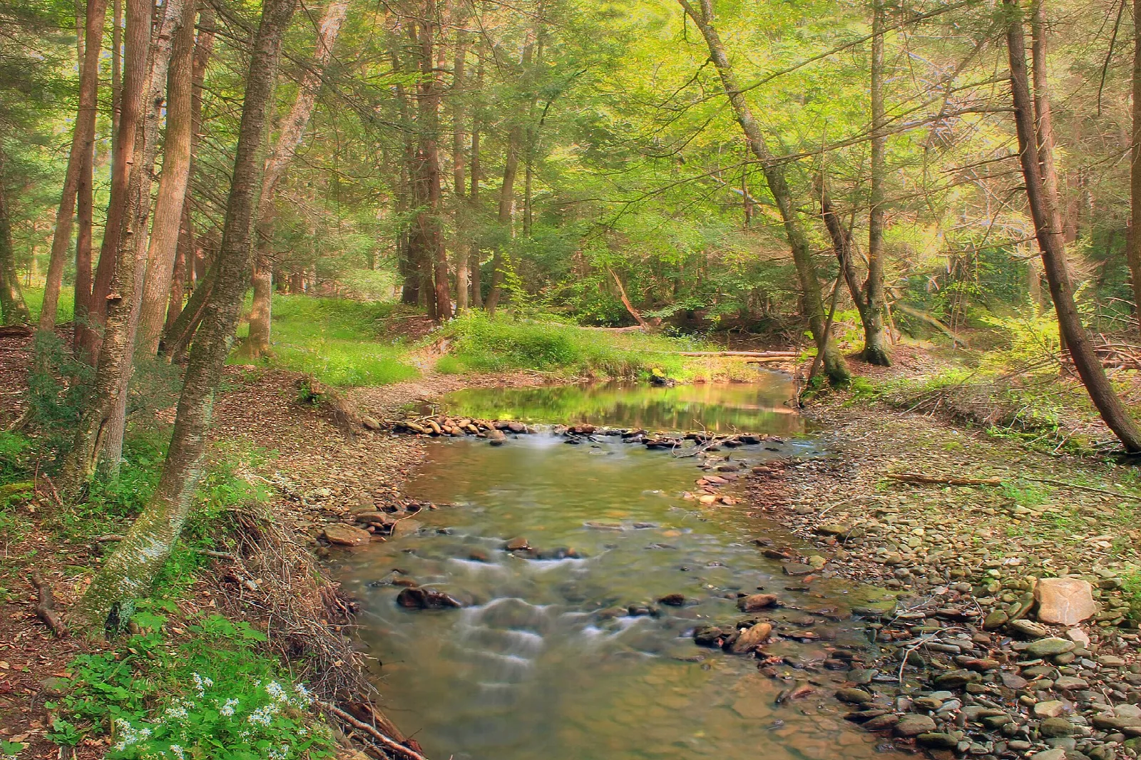 Small stream flowing over stones through green woods