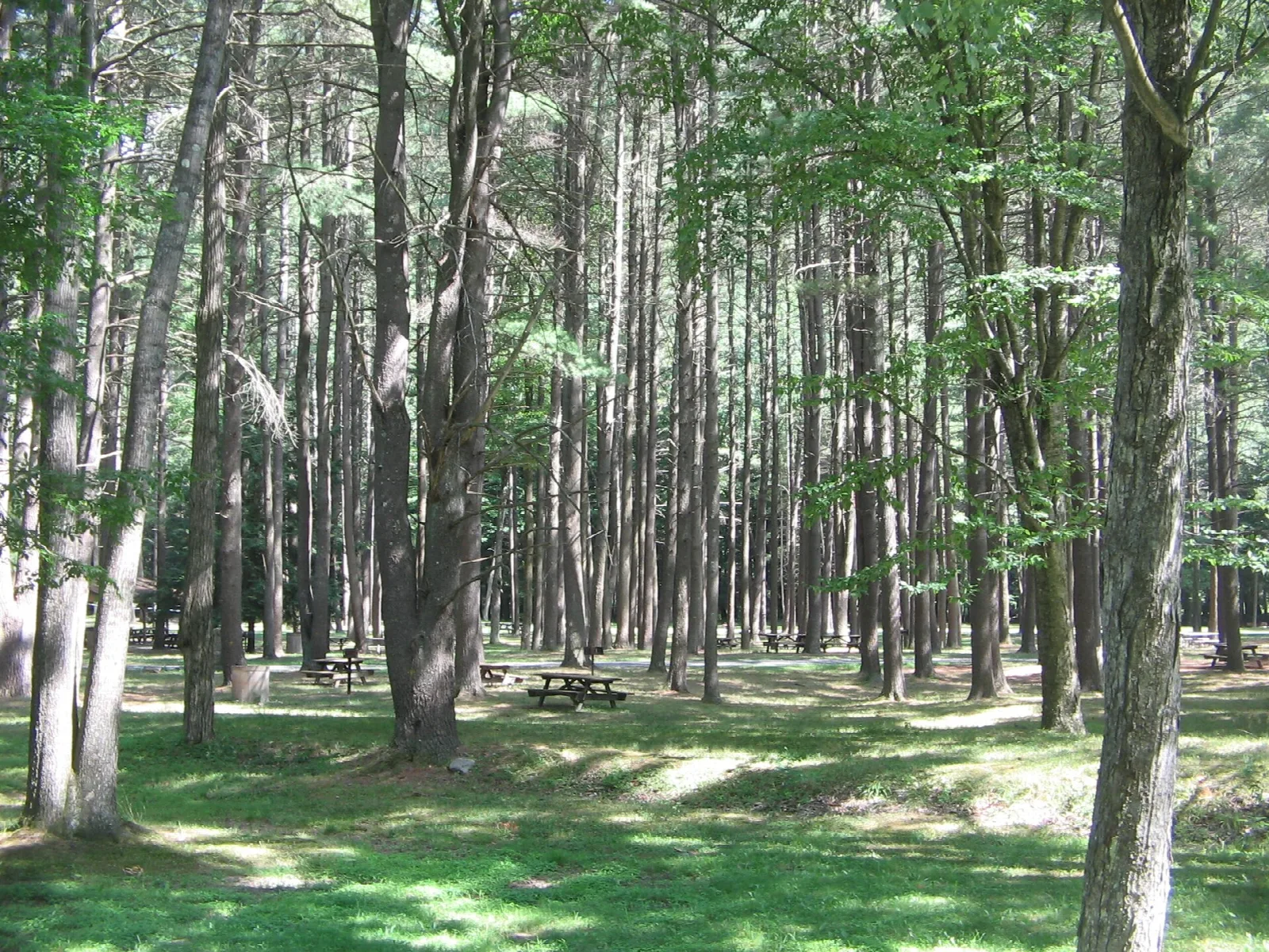Open grove of tall pines with picnic tables