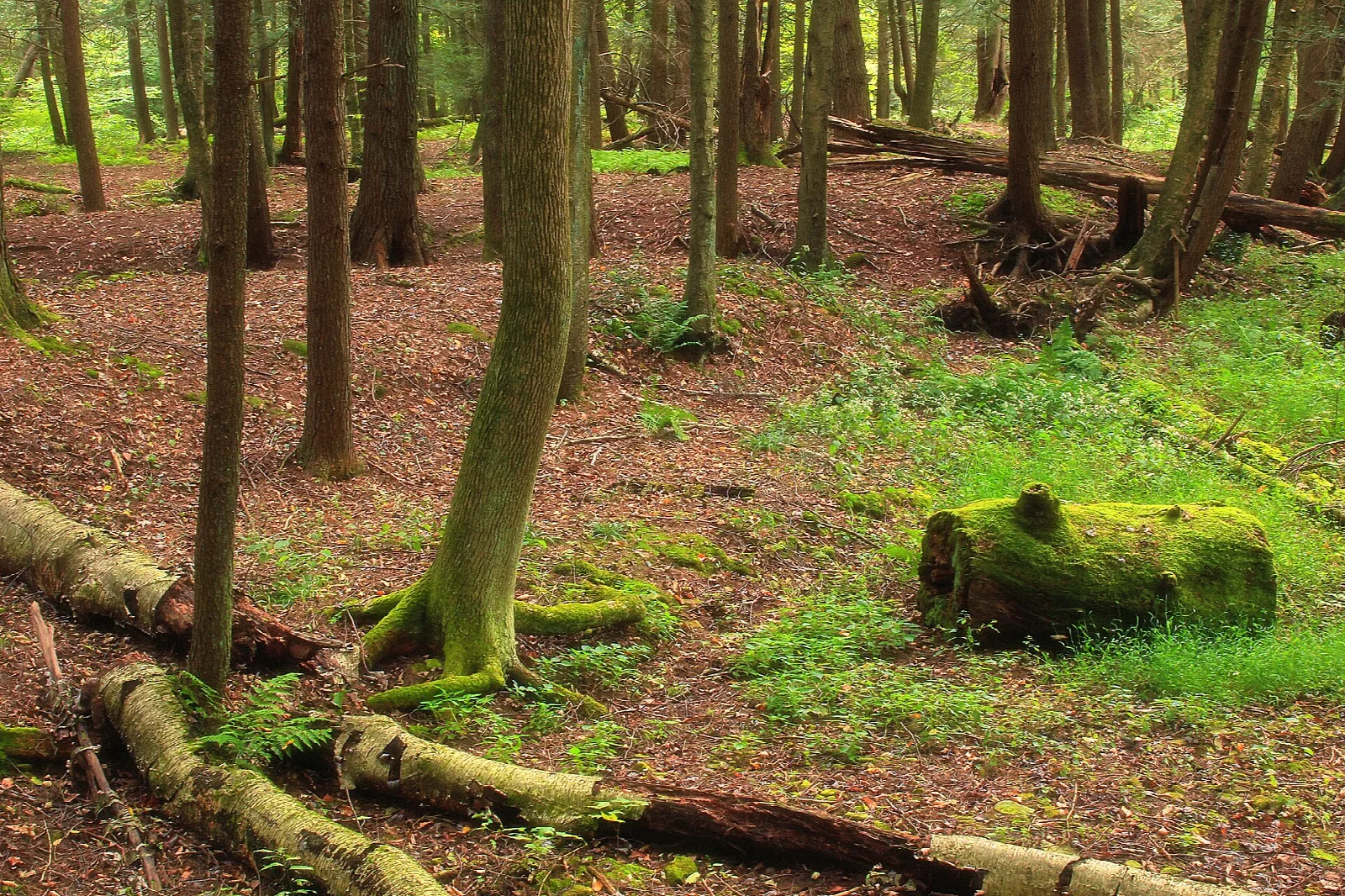 Mossy logs on a forest floor under tall trees