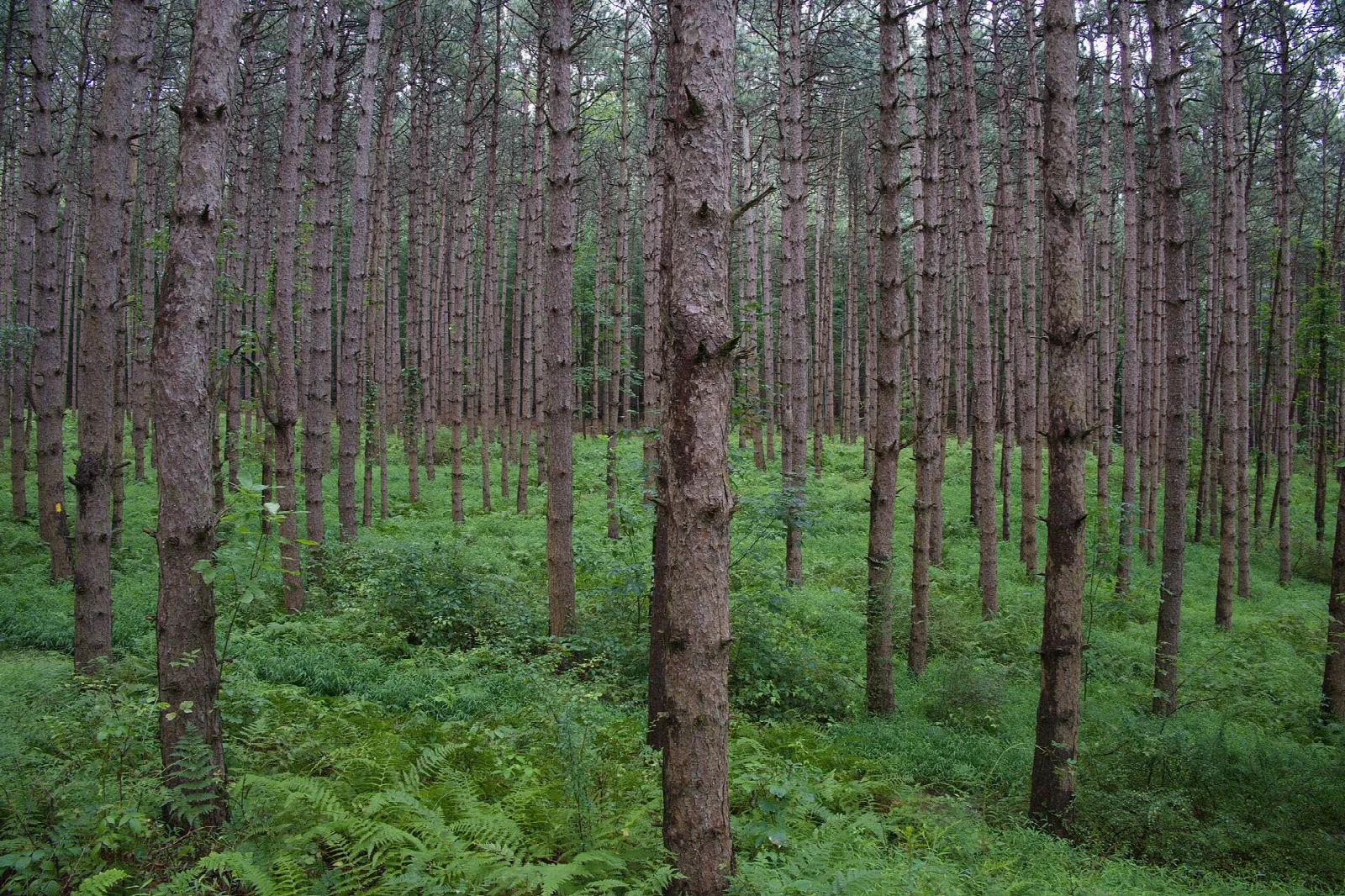 Straight tall pines above a green fern floor