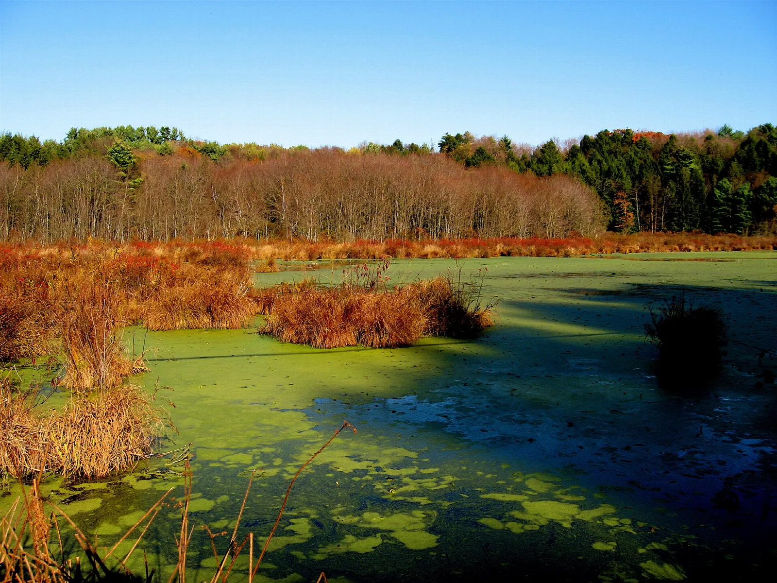 Green pond covered with algae and rust-colored reeds under blue sky