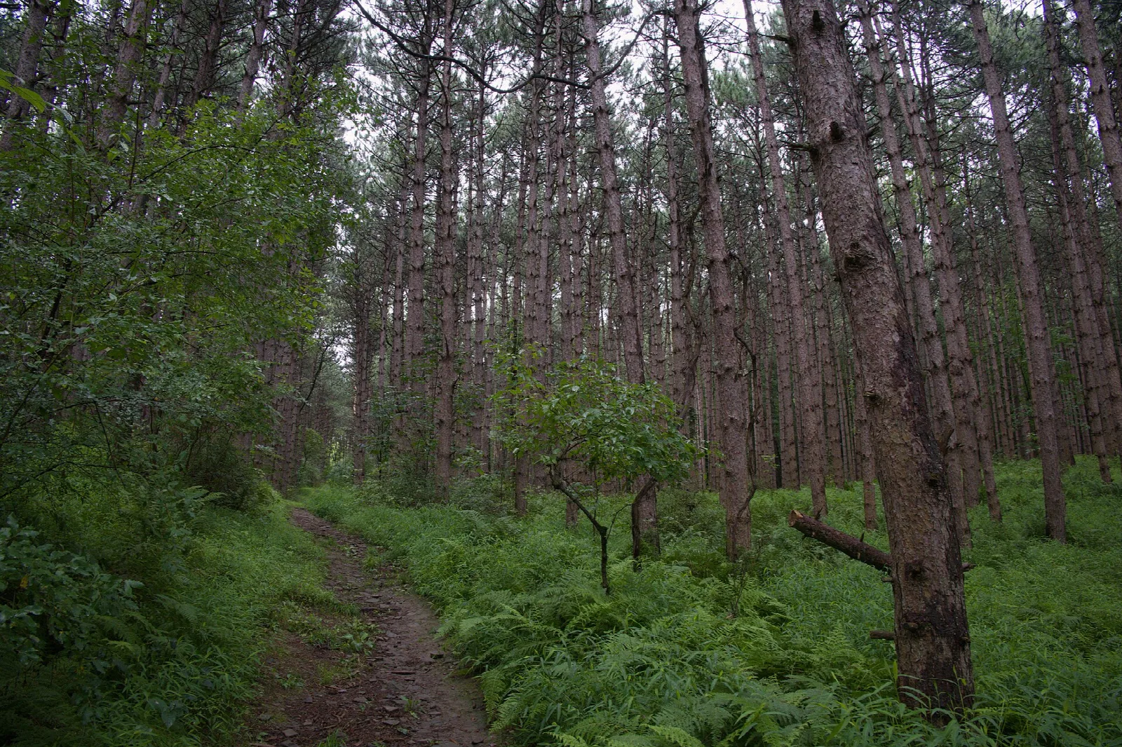 Dirt trail running through a tall conifer forest