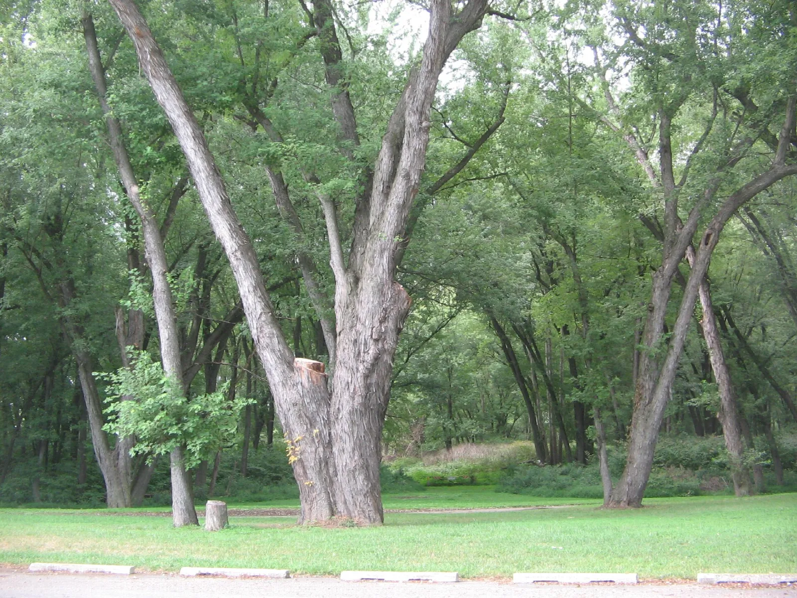 Large old trees on a grassy lawn