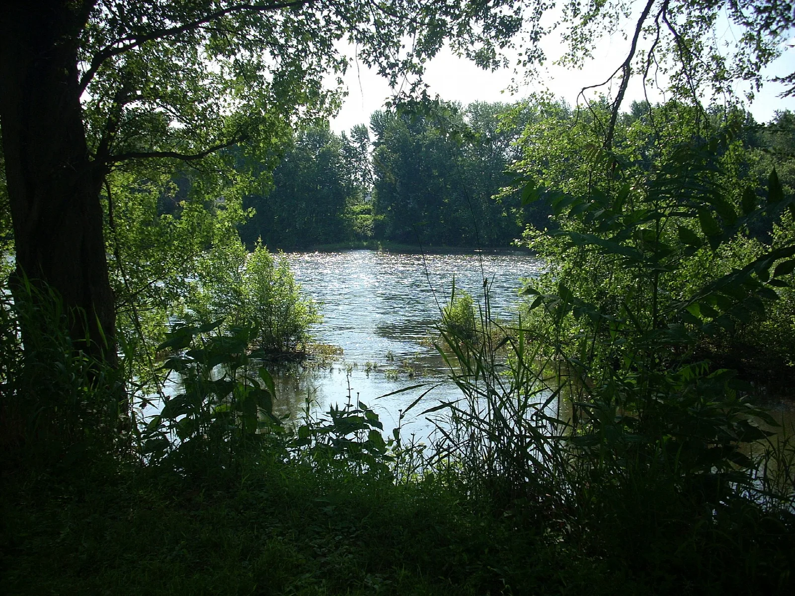 River seen across through leafy trees