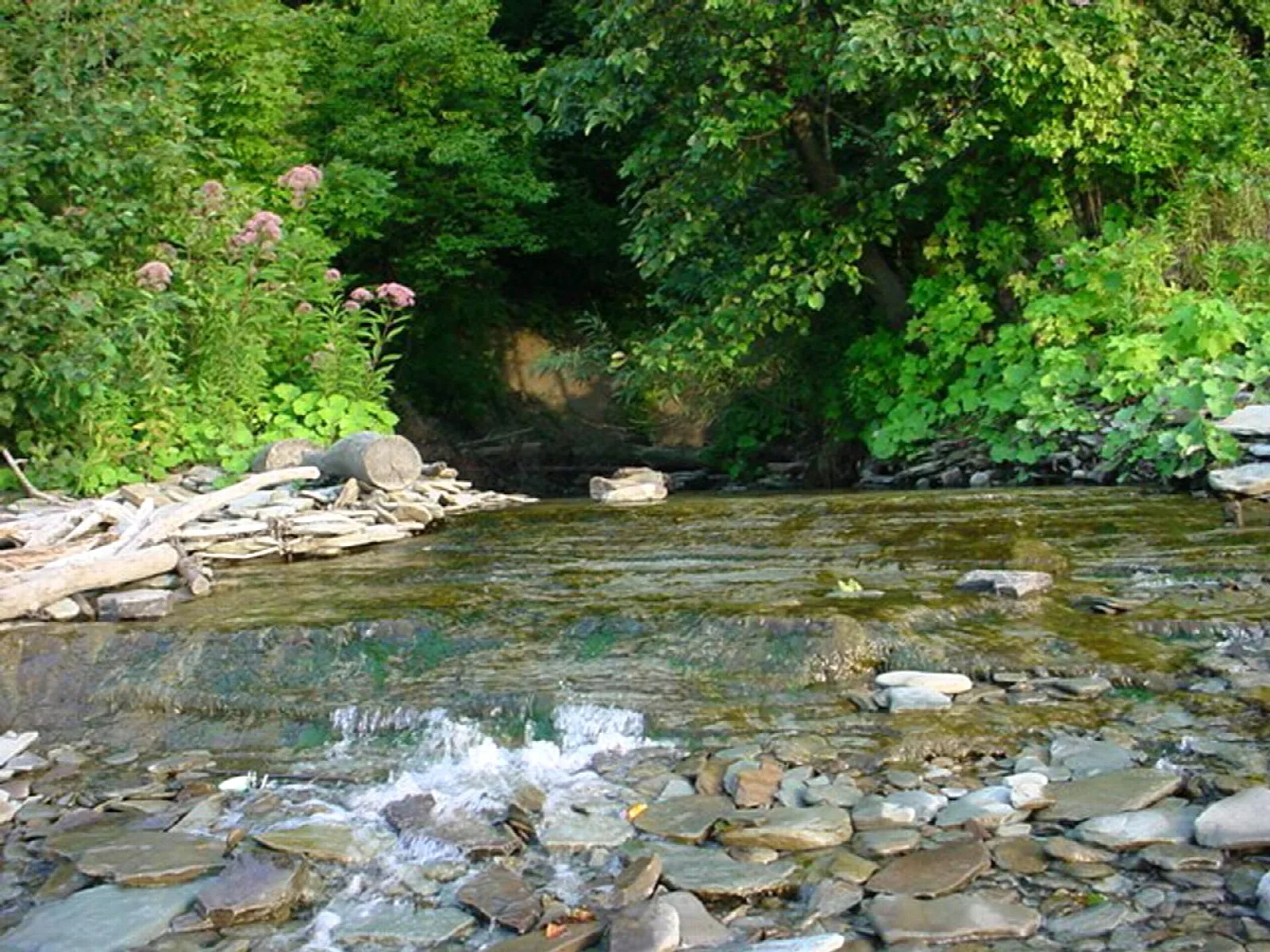 Clear shallow creek over flat stones beneath leafy plants