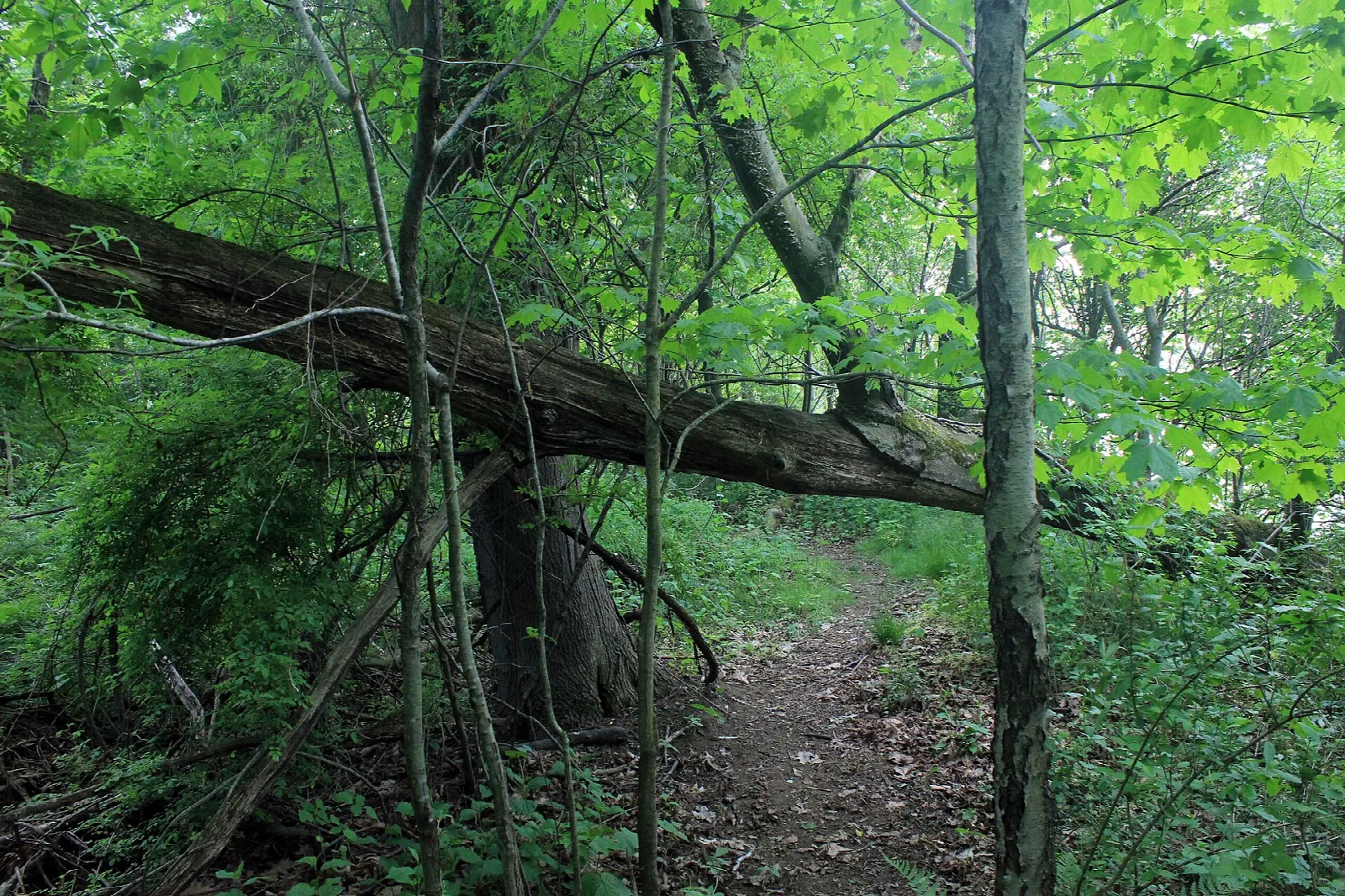 Narrow dirt trail under a fallen tree in green woods