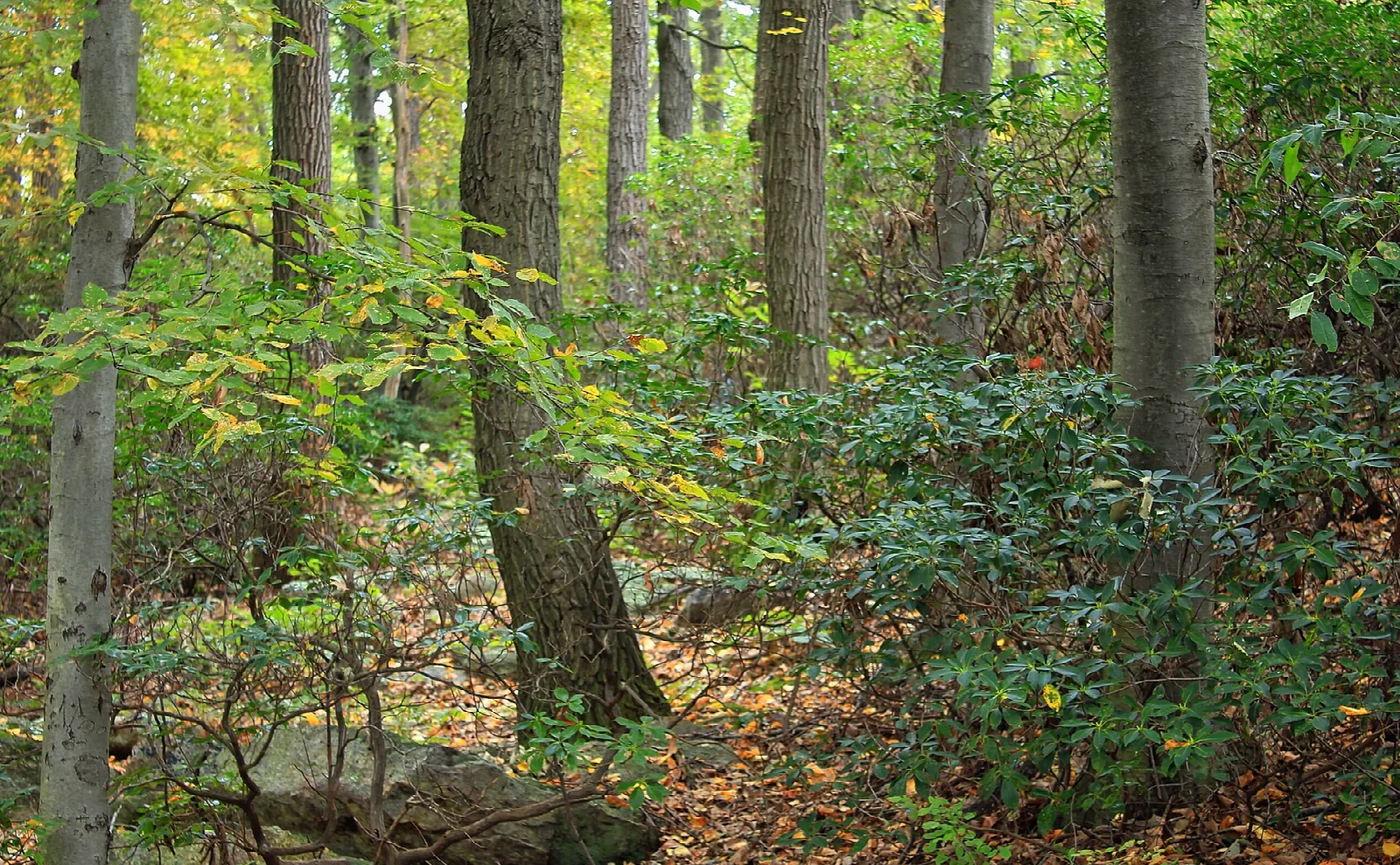 Hardwood forest with green undergrowth and a boulder