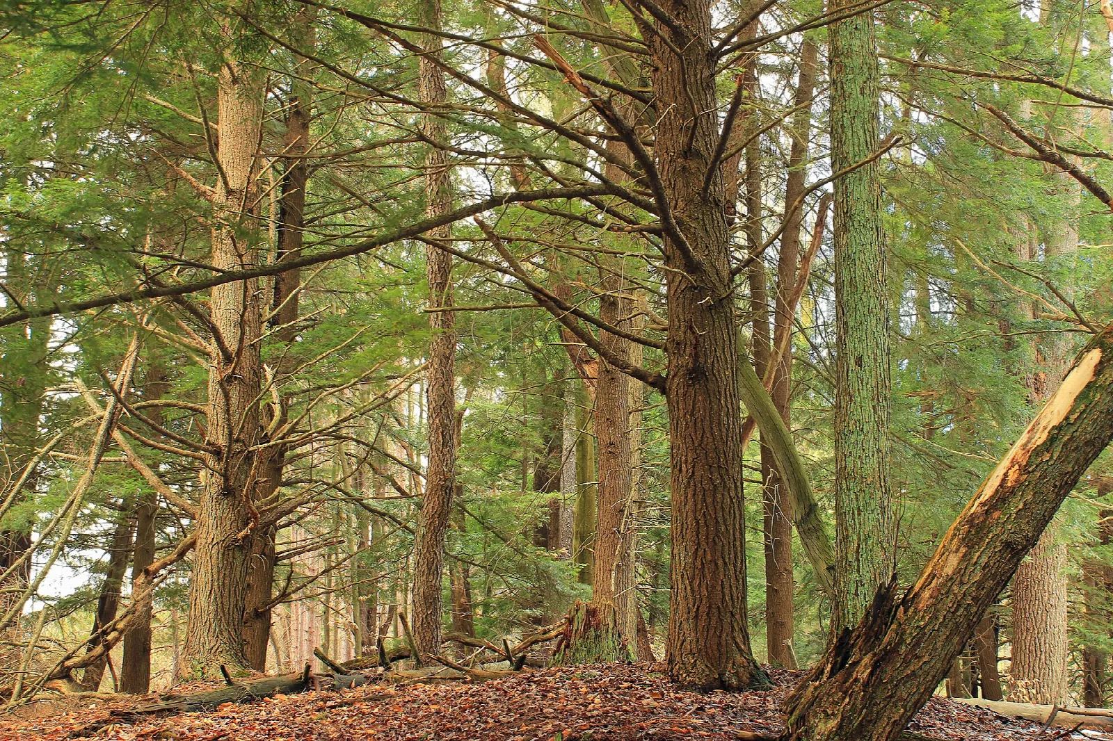 Tall hemlocks and white pines along a stream