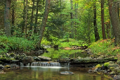 McCalls Dam State Park