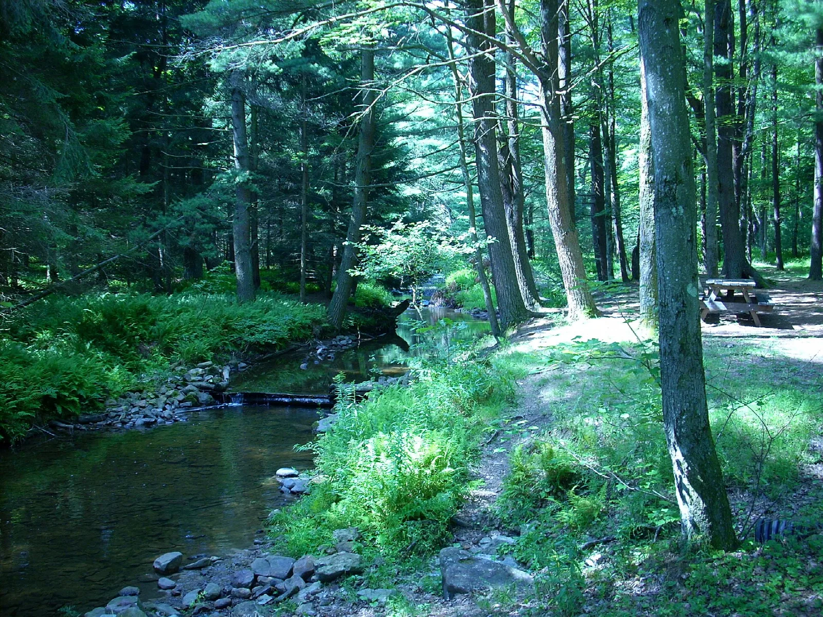 Forest creek with green banks and a picnic table beyond