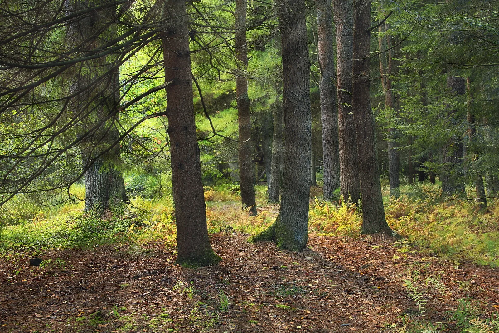 Dirt path through tall hemlock and pine forest with ferns