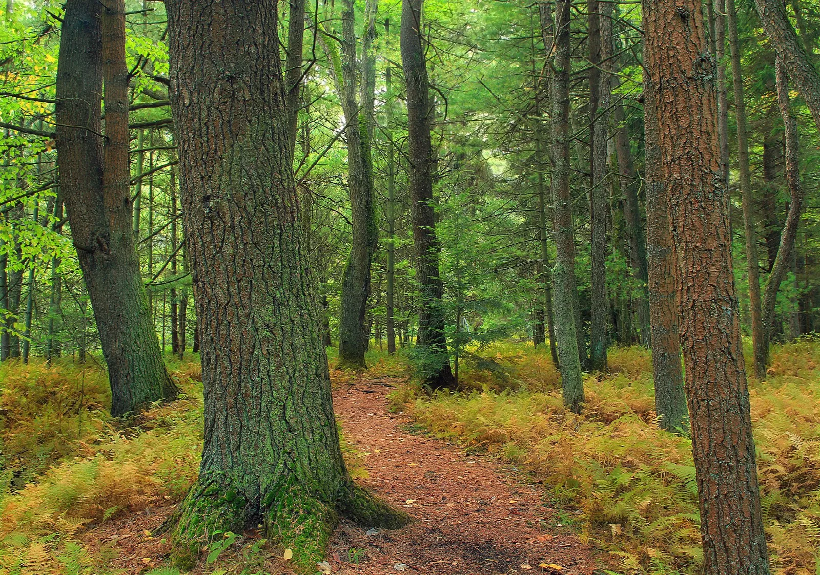 Footpath winding through tall trees and golden ferns