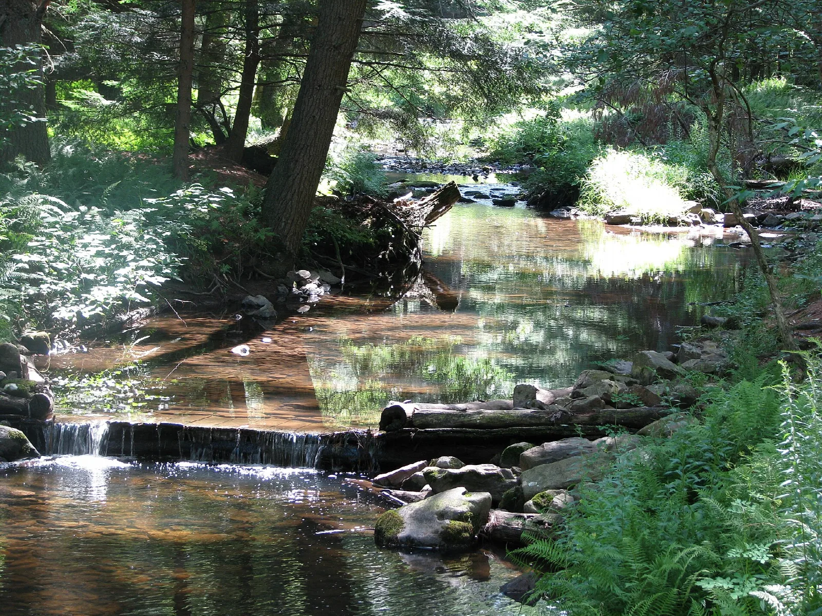 Shaded creek with rocks and a low log dam among trees