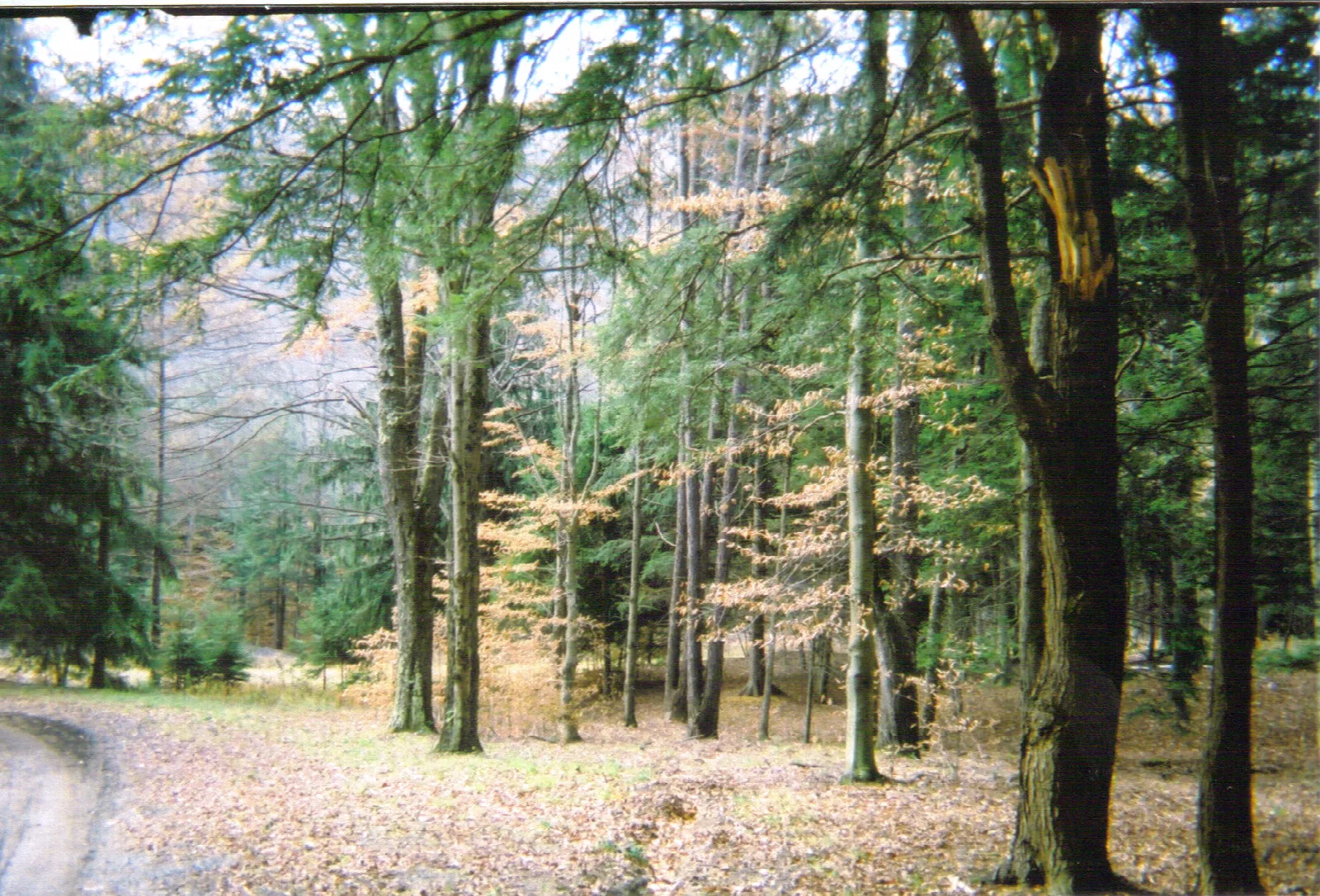 Dirt road edge running through open woods