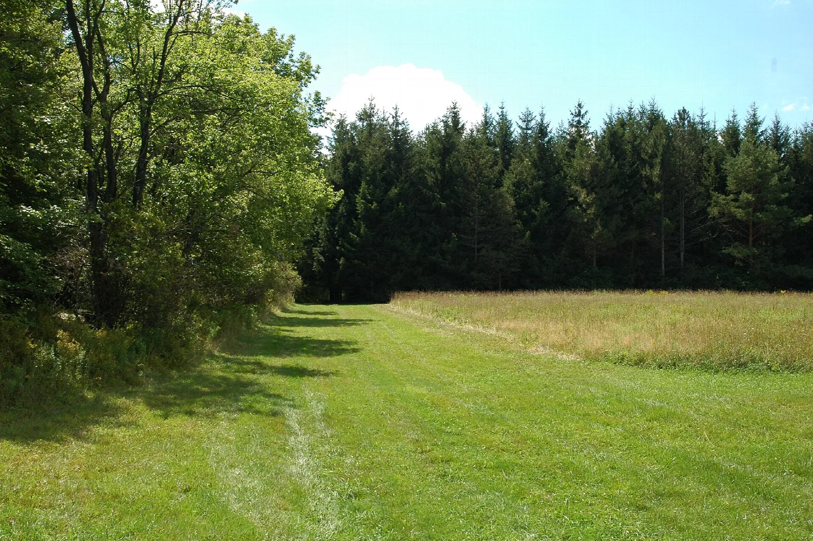 Mown grass path beside a meadow and a dark line of conifers