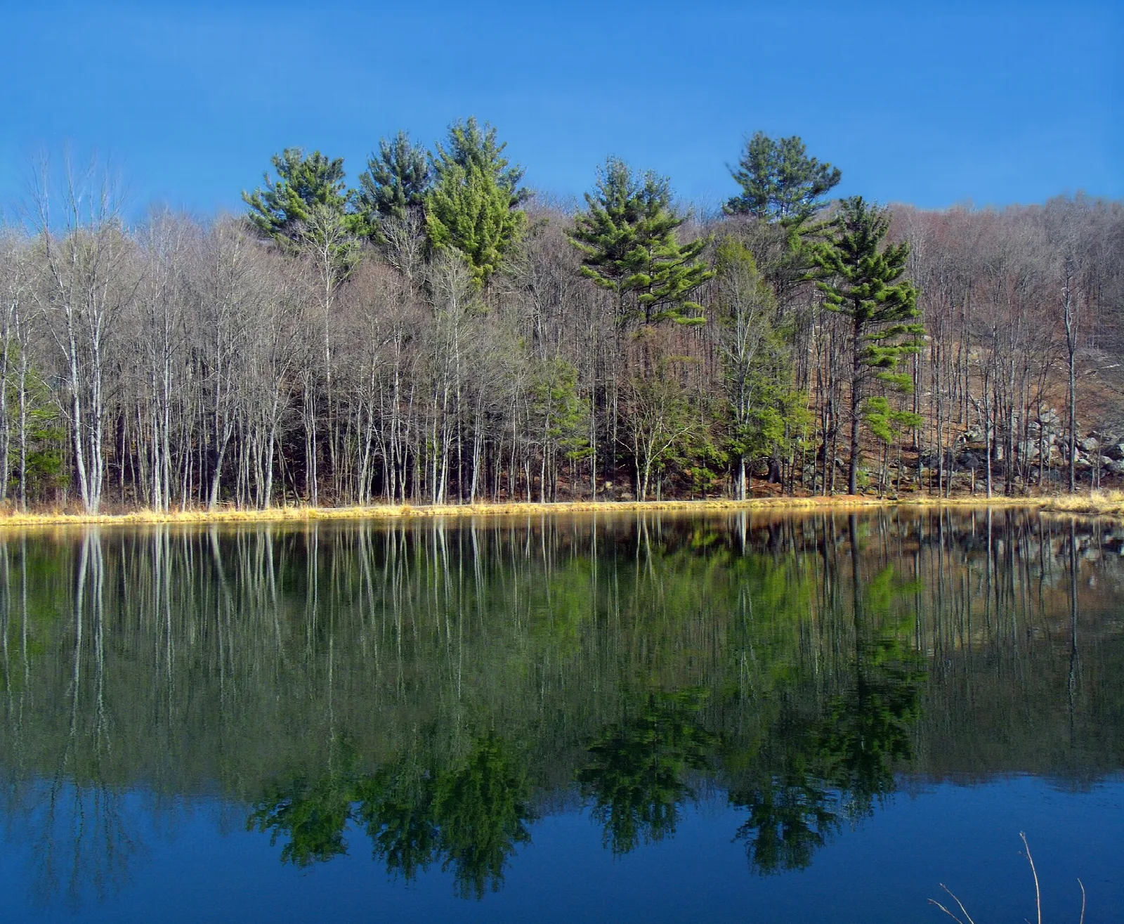 Still pond with evergreens and bare trees reflected in the water