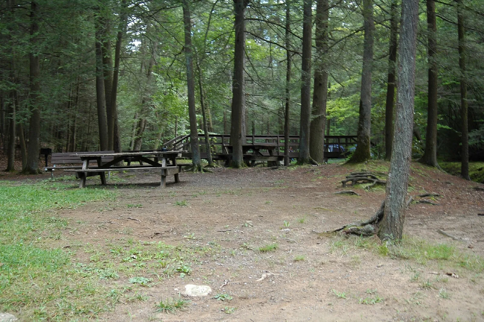 Picnic tables under tall trees with a wooden bridge behind
