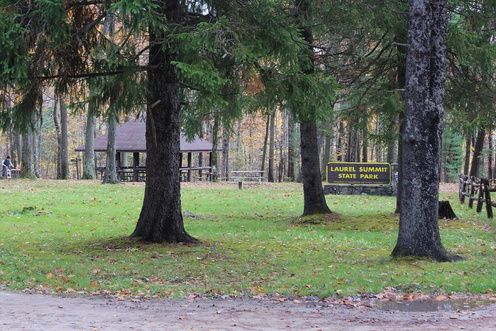 Grassy picnic area with tall evergreens and a pavilion behind