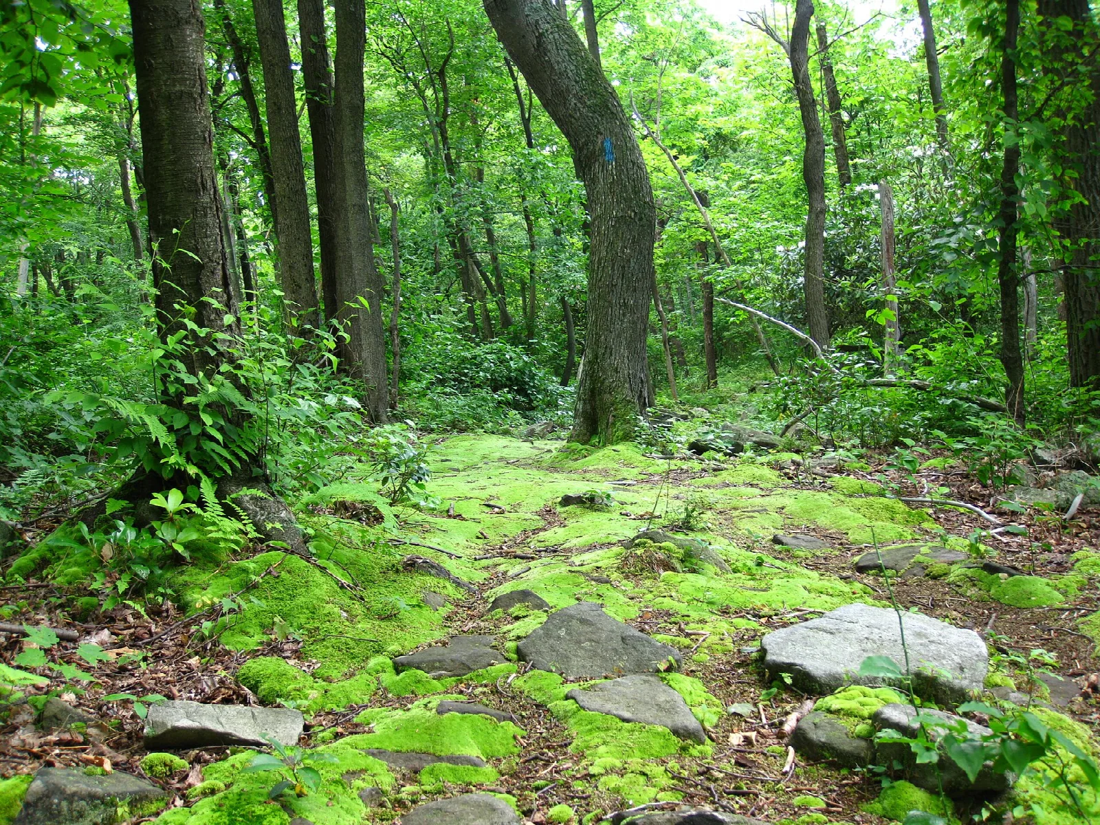 Moss-covered rocks and a trail through green hardwood forest